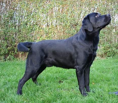 Labrador retriever Diamond - stå billed 10 mdr billede 14