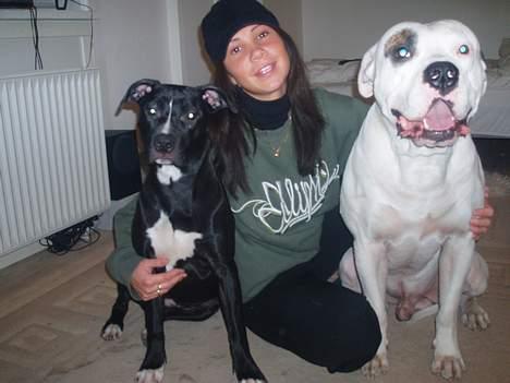 Amerikansk bulldog Ghetto Super Star* R.I.P - mors vovser billede 6