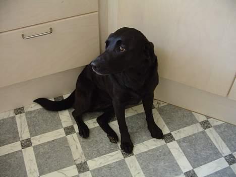 Labrador retriever Sisse - Sisse der sidder og kigger.. billede 1