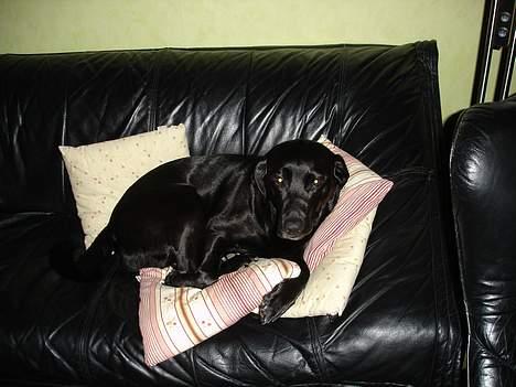 Labrador retriever Sisse - må jeg godt det? billede 2