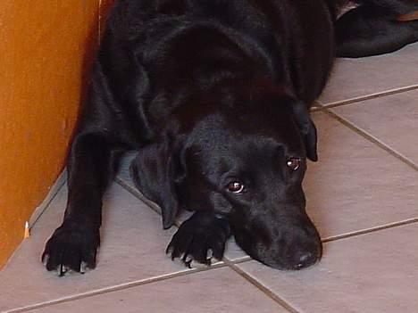 Labrador retriever Sisse - nnnnnnnnnnnnåååååååå billede 3