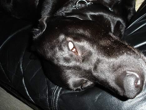 Labrador retriever Sisse - AAAHHH billede 4