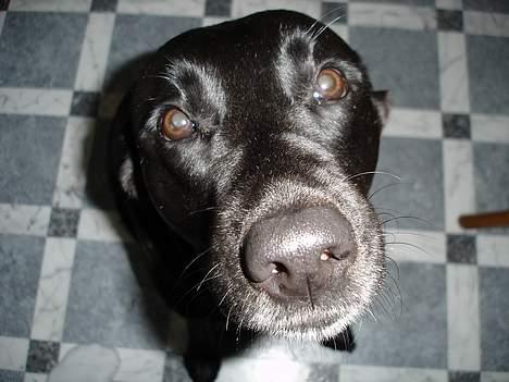 Labrador retriever Sisse - hvad laver du? billede 5