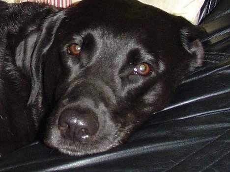 Labrador retriever Sisse - jjeg er træt billede 6