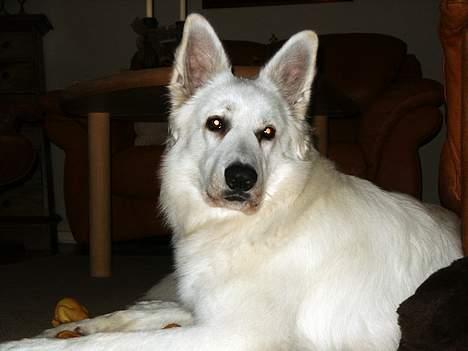 Hvid schæfer Alaska billede 16