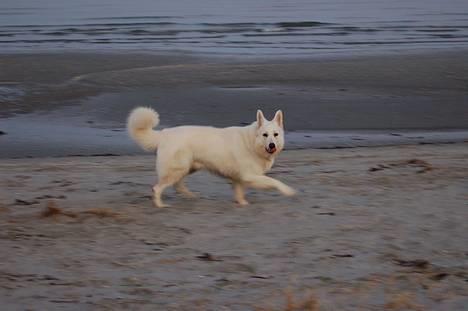 Hvid schæfer Alaska - Strandtur 28 Dec 2006 billede 17