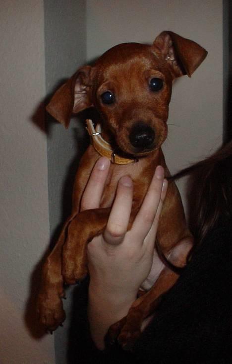 Dvaergpinscher Miki billede 1