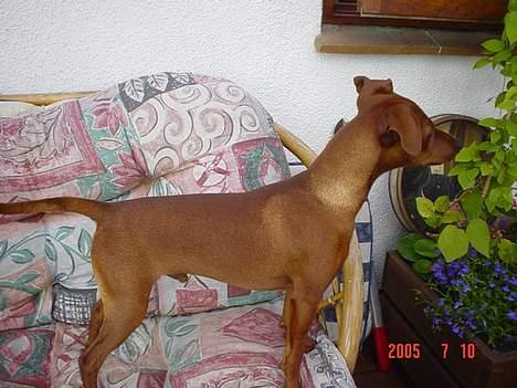 Dvaergpinscher Miki billede 2