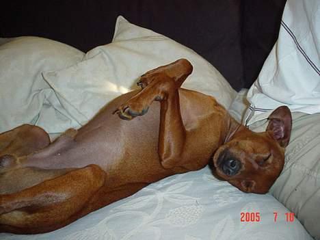 Dvaergpinscher Miki billede 3