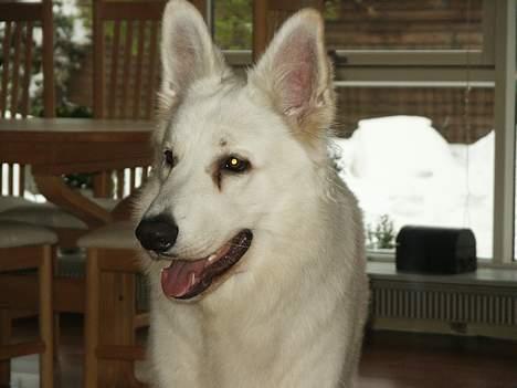 Hvid schæfer Alaska billede 18