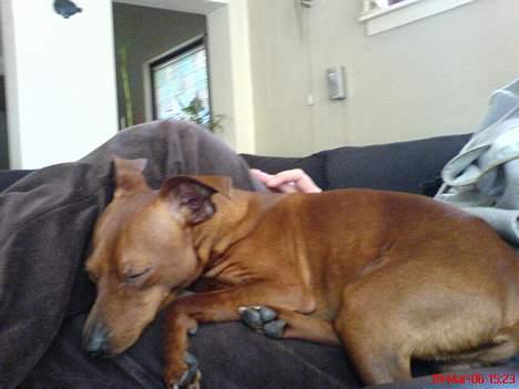 Dvaergpinscher Miki billede 4