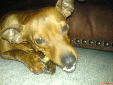 Dvaergpinscher Miki billede 6