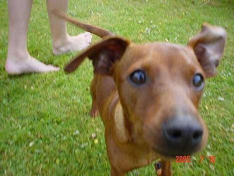 Dvaergpinscher Miki billede 7