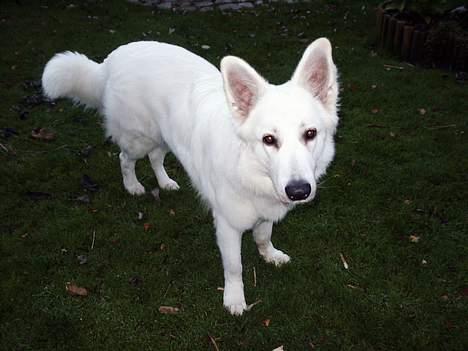 Hvid schæfer Alaska - Halløjsa billede 19