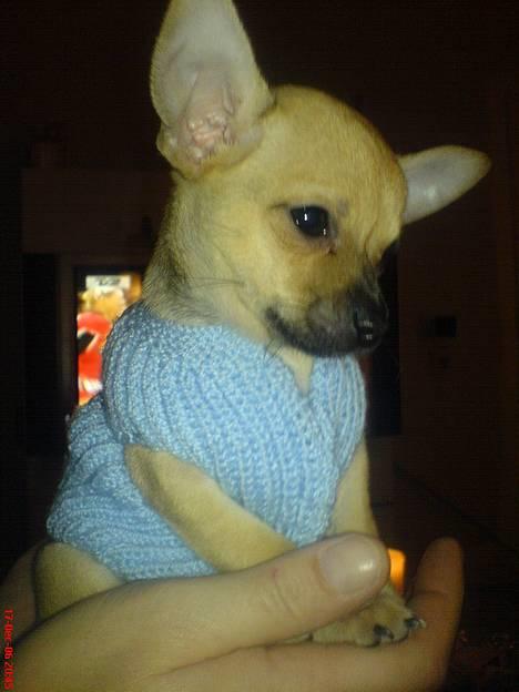 Chihuahua FnuKi billede 1