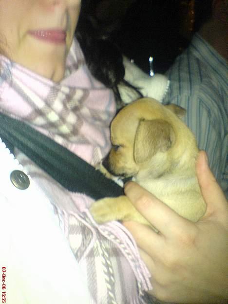 Chihuahua FnuKi billede 2