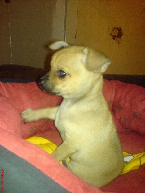 Chihuahua FnuKi billede 4