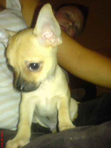 Chihuahua FnuKi billede 5