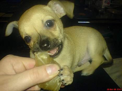 Chihuahua FnuKi billede 6