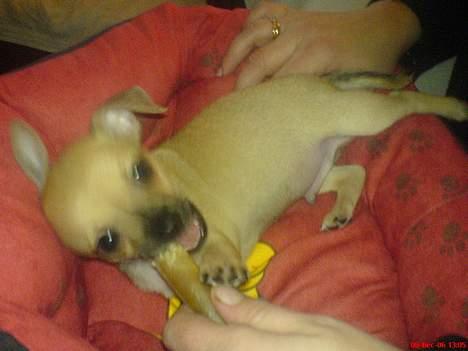 Chihuahua FnuKi billede 7