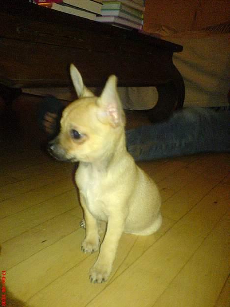 Chihuahua FnuKi billede 8