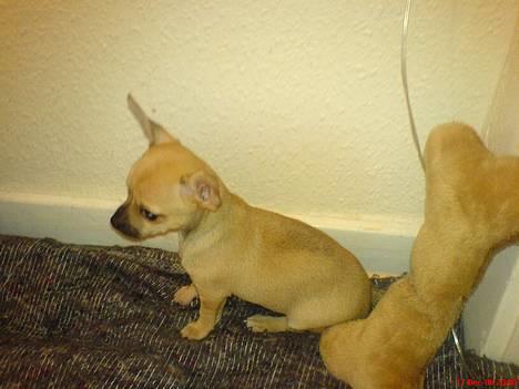 Chihuahua FnuKi billede 9