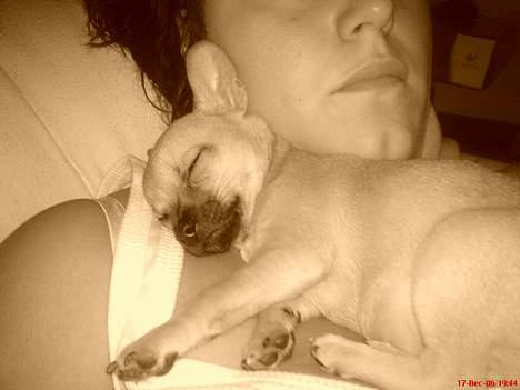 Chihuahua FnuKi billede 10