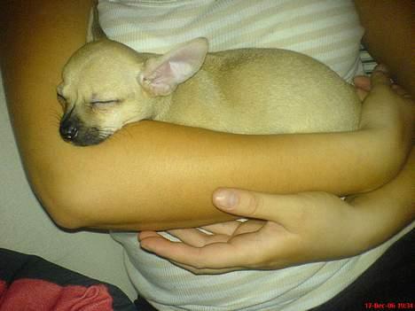 Chihuahua FnuKi billede 11