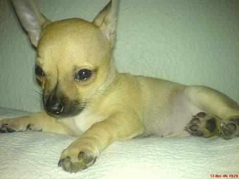 Chihuahua FnuKi billede 12