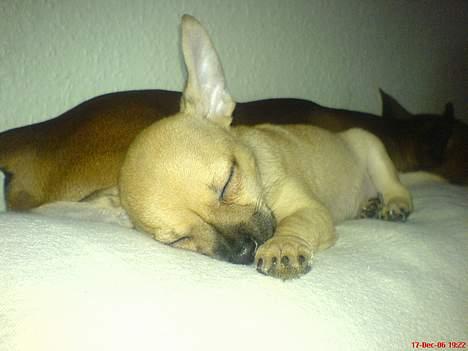 Chihuahua FnuKi billede 13