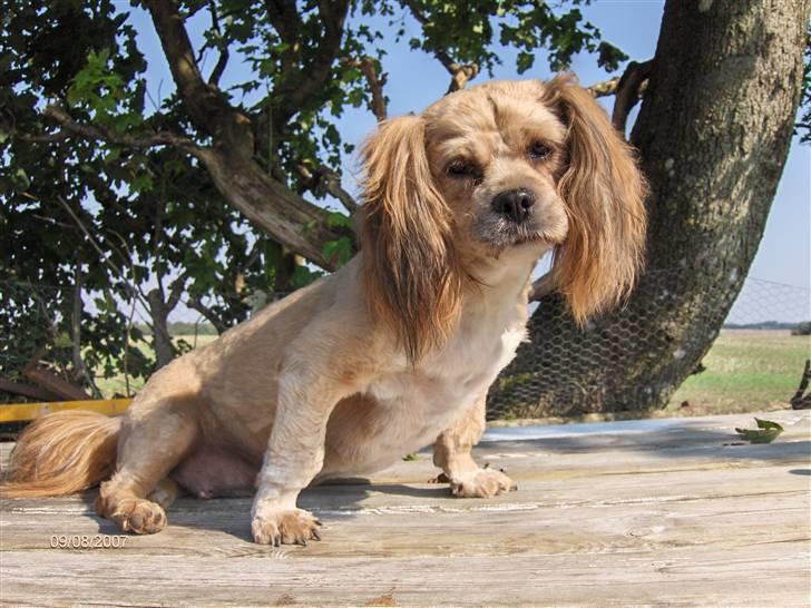 Lhasa apso Lhasa fabricius Leeloo - total sommer smart med en ny kort sommer frits billede 1