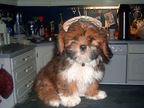 Lhasa apso Lhasa fabricius Leeloo billede 2