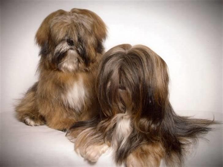Lhasa apso  LAUNA  - på udstilling d3 dec. 2006. hun vandt cac-b og 2 plads i best in show, super stolt billede 7