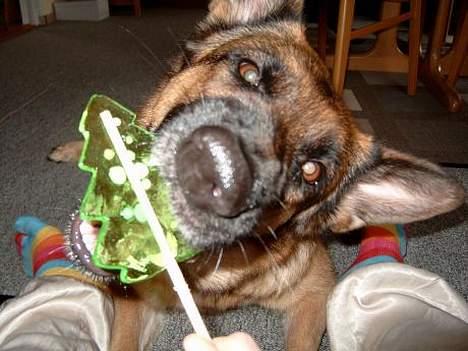 Schæferhund | Sille billede 2