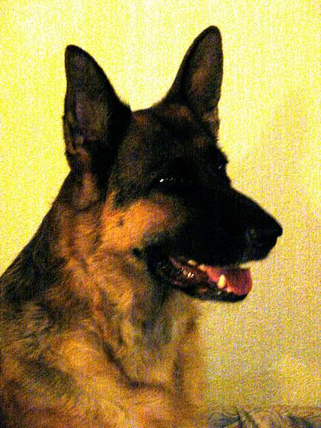 Schæferhund | Sille billede 3