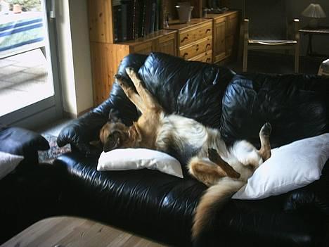 Schæferhund | Sille billede 4