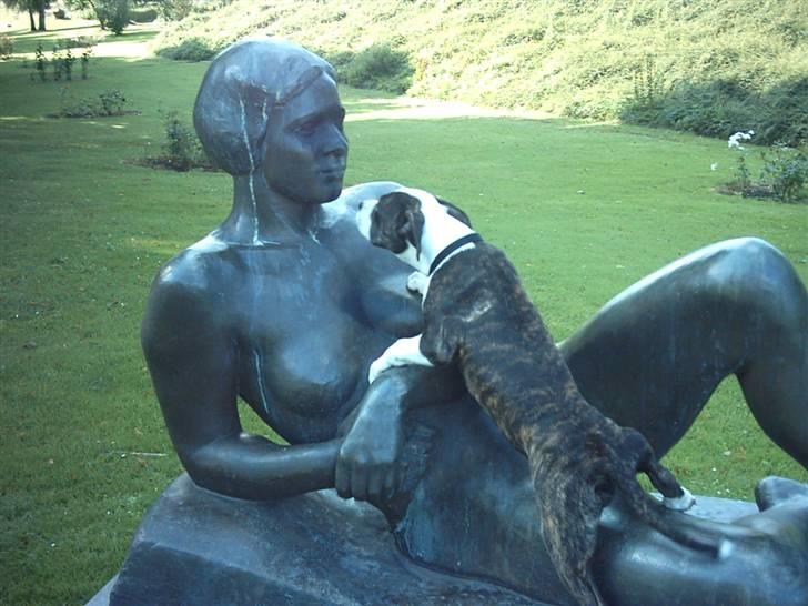 Amerikansk staffordshire terrier fubi billede 1