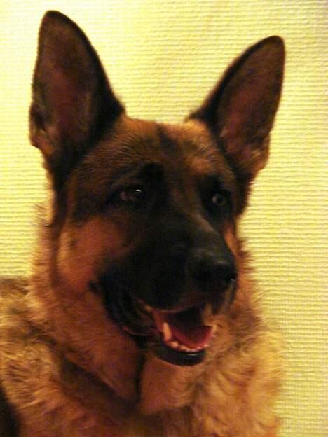 Schæferhund | Sille billede 5