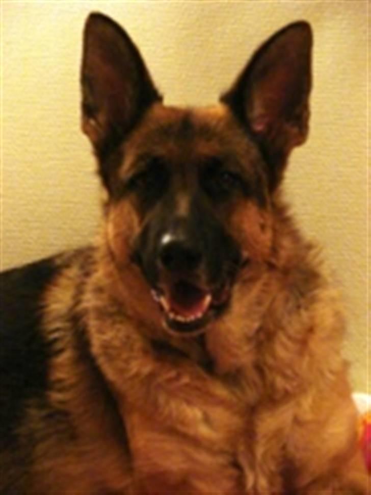 Schæferhund | Sille billede 6