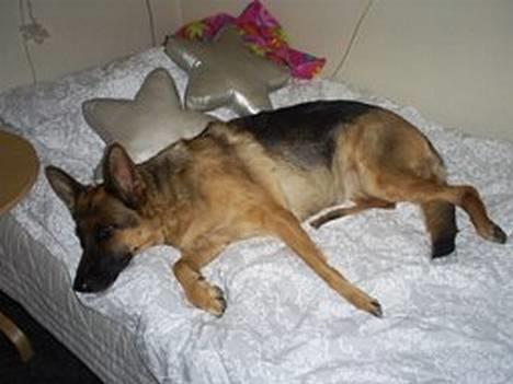 Schæferhund | Sille billede 7