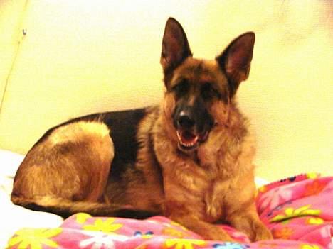 Schæferhund | Sille billede 8