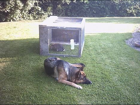 Schæferhund | Sille billede 9