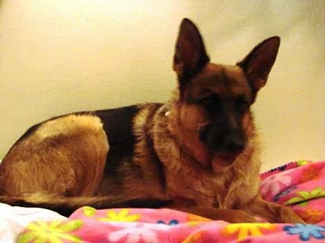 Schæferhund | Sille billede 10