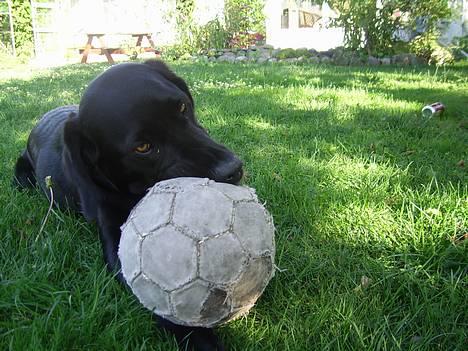 Labrador retriever Mickey - Mickey med hendes Bold 8D billede 1