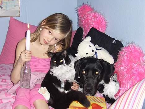 Labrador retriever Mickey - Charlotte, Mulle & mickey <33 billede 2