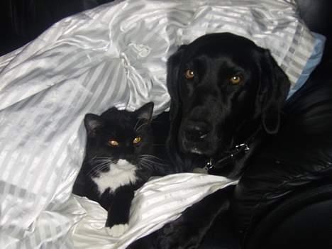 Labrador retriever Mickey - Mulle & Mickey <33 billede 3