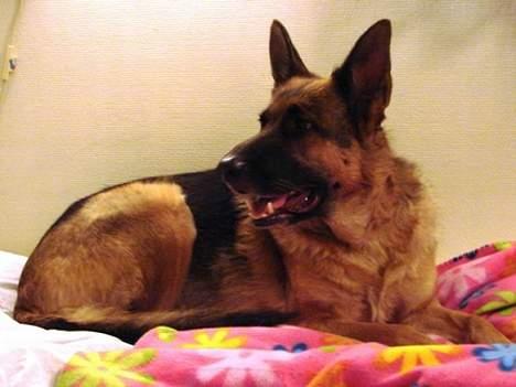 Schæferhund | Sille billede 11