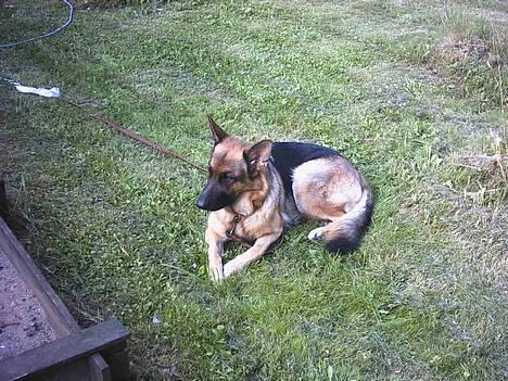 Schæferhund | Sille billede 12