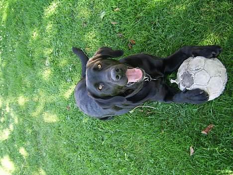 Labrador retriever Mickey billede 5