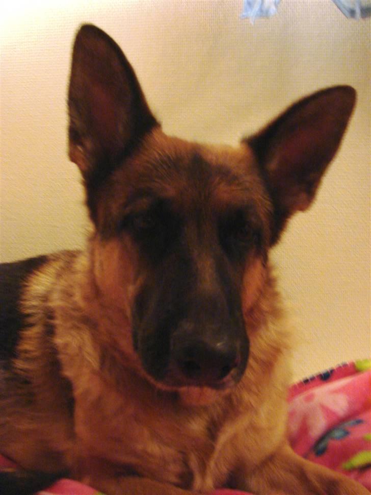 Schæferhund | Sille billede 13